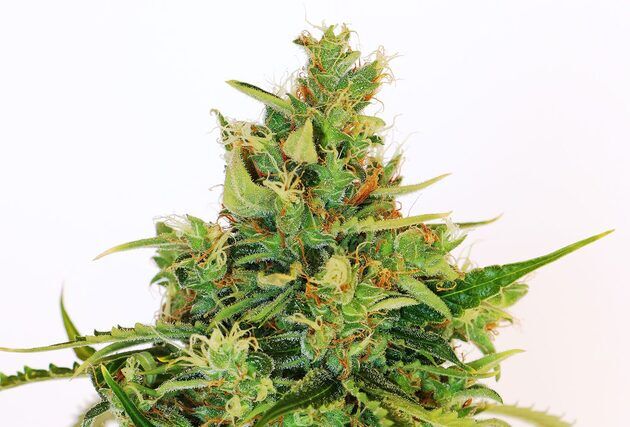 Cannabissamen Amnesi-K Lemon feminisiert von Kannabia für Indoor und Outdoor